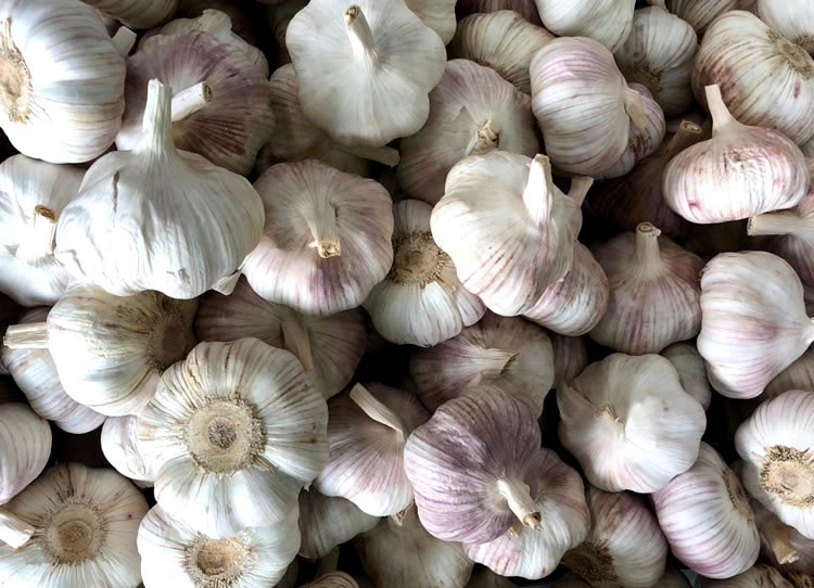 White Garlic